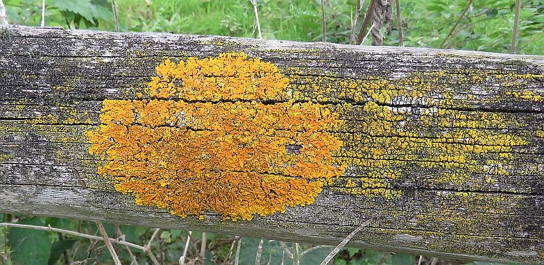  Common Orange Lichen 
